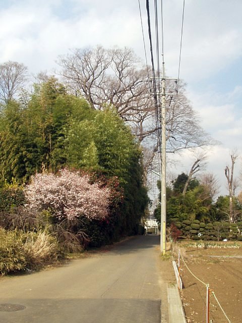 takeuchi-zelkova_02.JPG 82KB