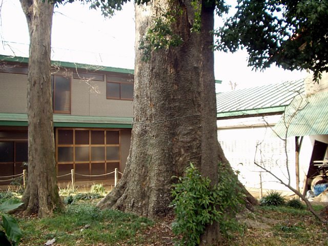 takeuchi-zelkova_03.JPG 90KB