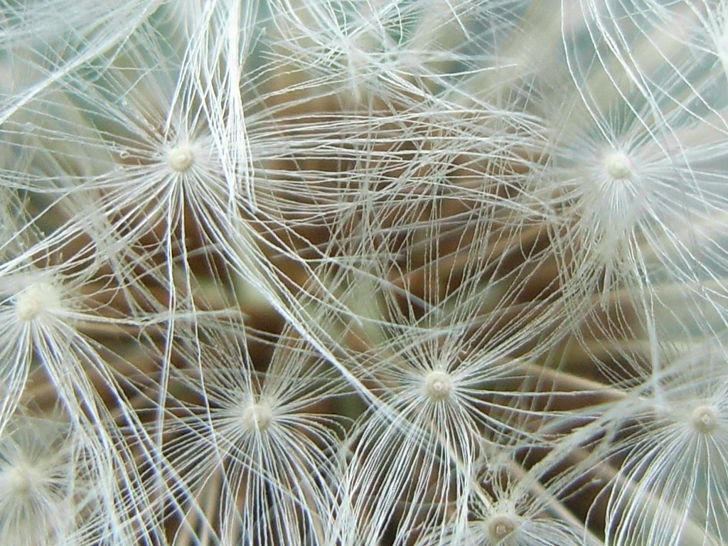 dandelion_04.jpg 257KB