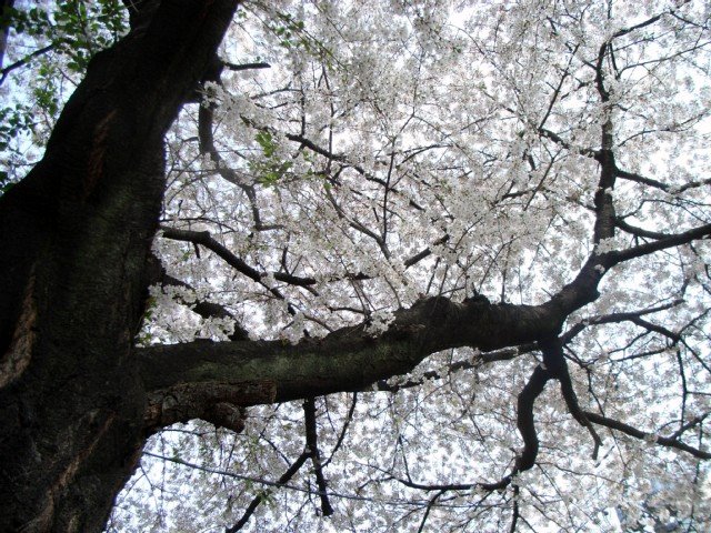 sakura_02.jpg 126KB
