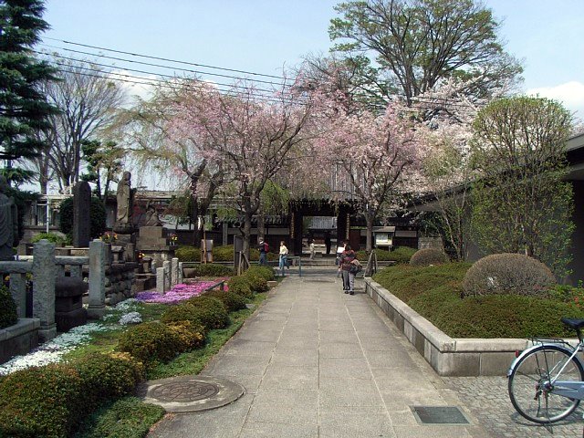 sakura_03.jpg 120KB