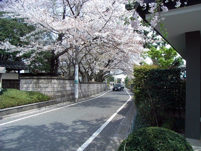 sakura_04.jpg 123KB
