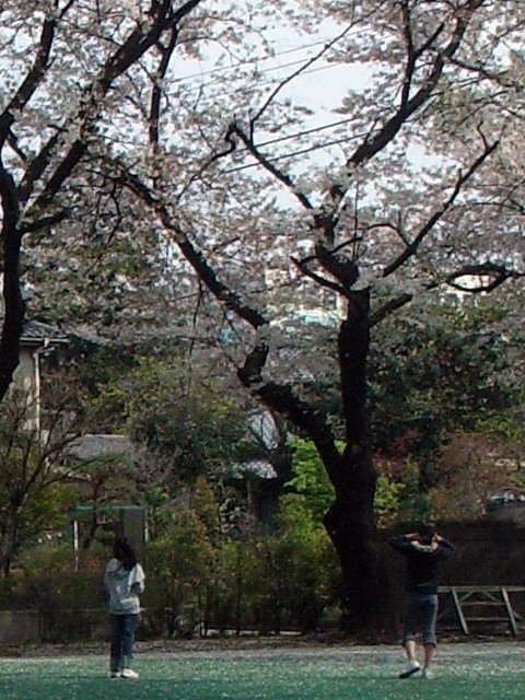 sakura_05.jpg 106KB