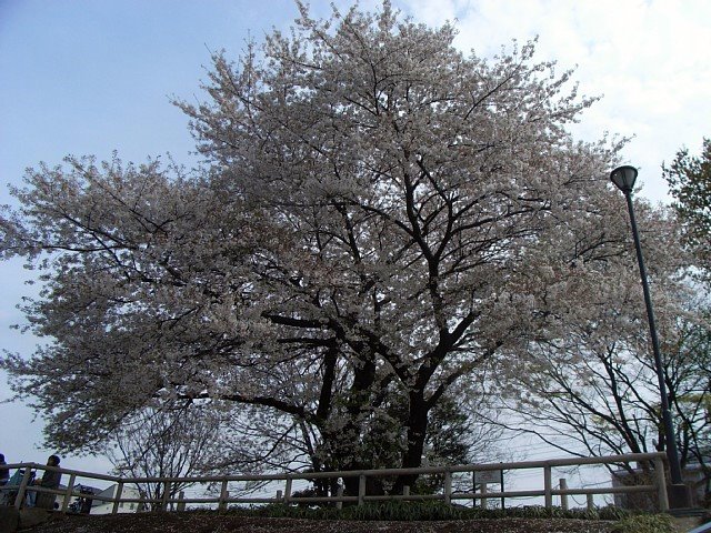 sakura_07.jpg 126KB