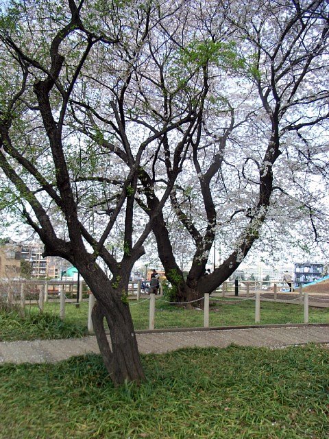 sakura_08.jpg 148KB