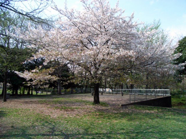 sakura_09.jpg 117KB