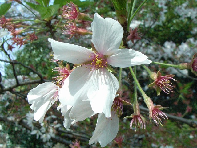 sakura_10.jpg 100KB