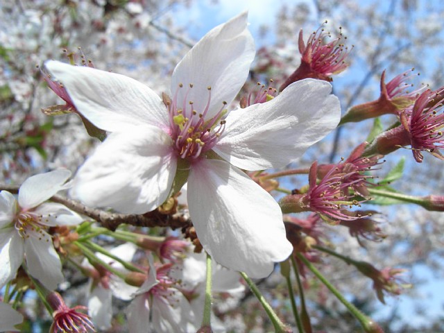 sakura_11.jpg 86KB