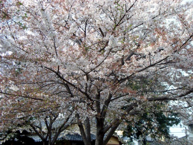 sakura_12.jpg 145KB