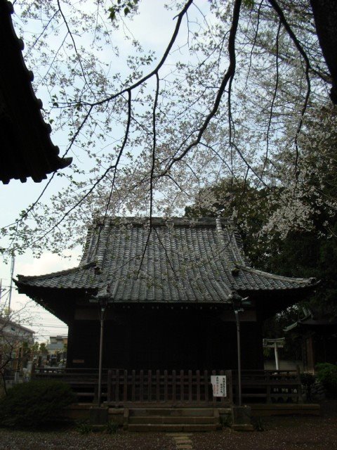 sakura_14.jpg 103KB
