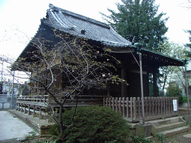 sakura_15.jpg 112KB