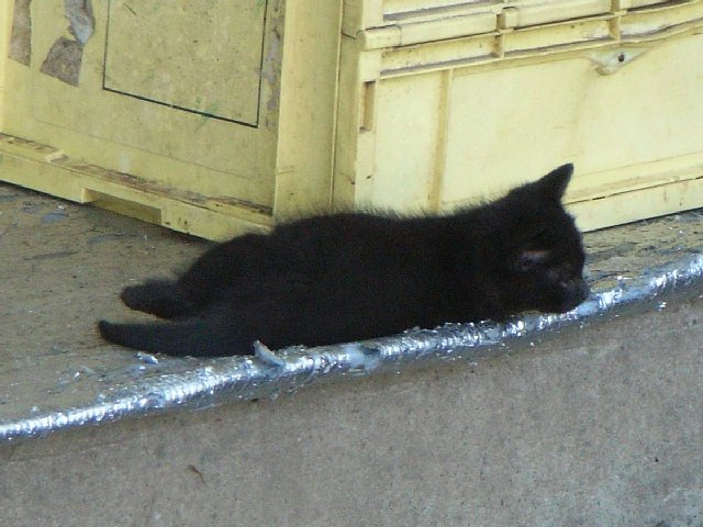 黒の子猫