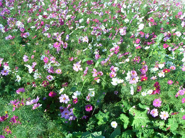 cosmos_01.jpg 169KB