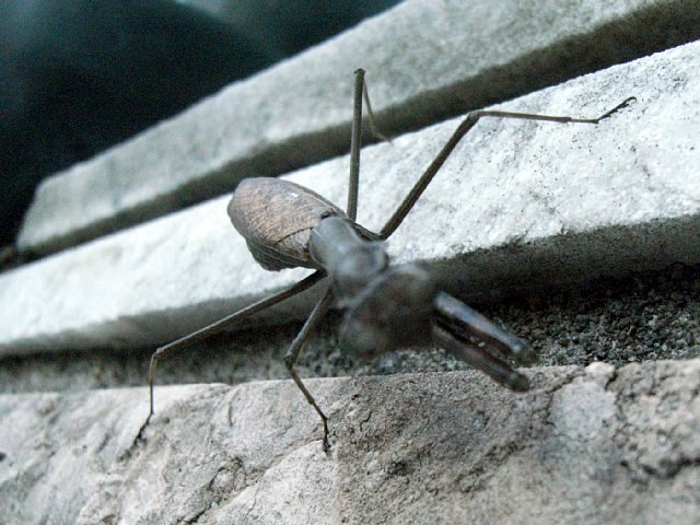 mantodea_00.jpg 75KB