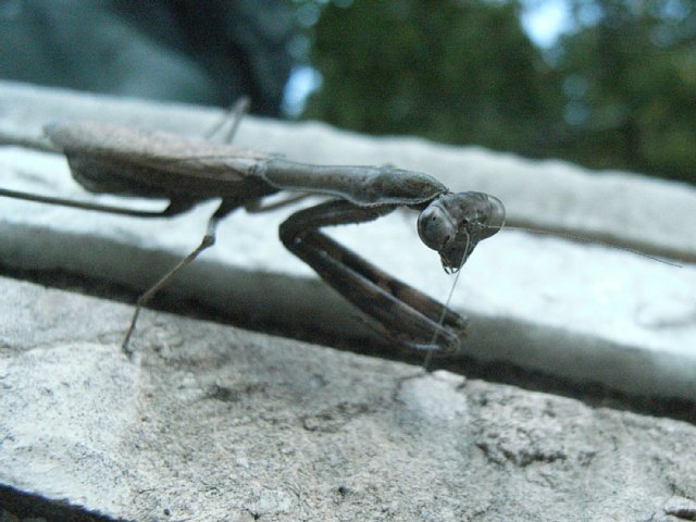 mantodea_01.jpg 59KB