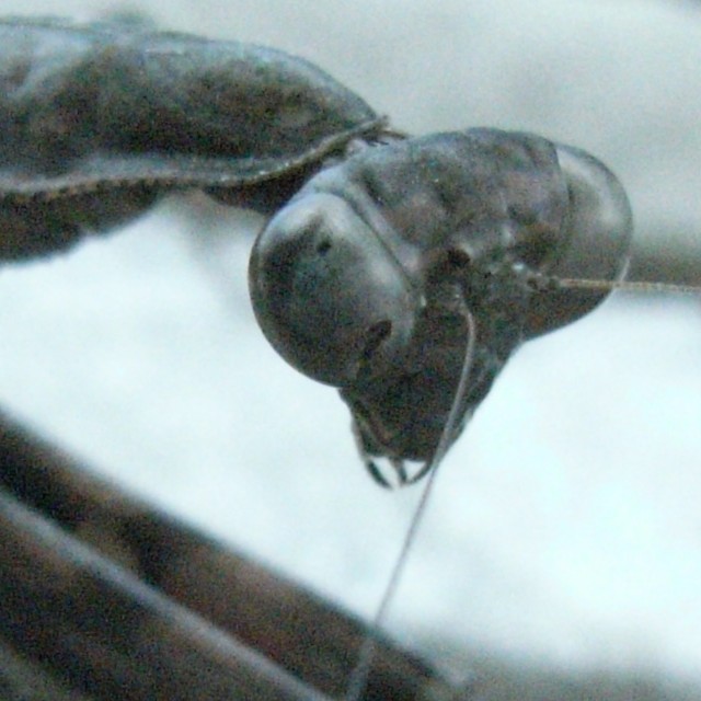 mantodea_012527.jpg 73KB
