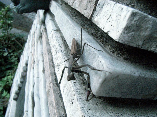 mantodea_02.jpg 89KB