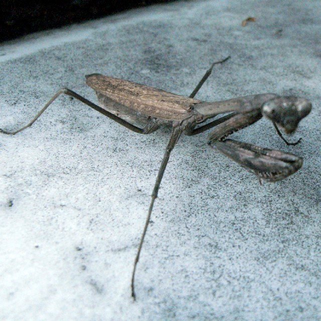 mantodea_03.jpg 104KB