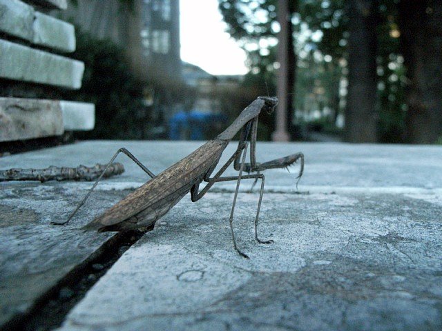  カマキリ 