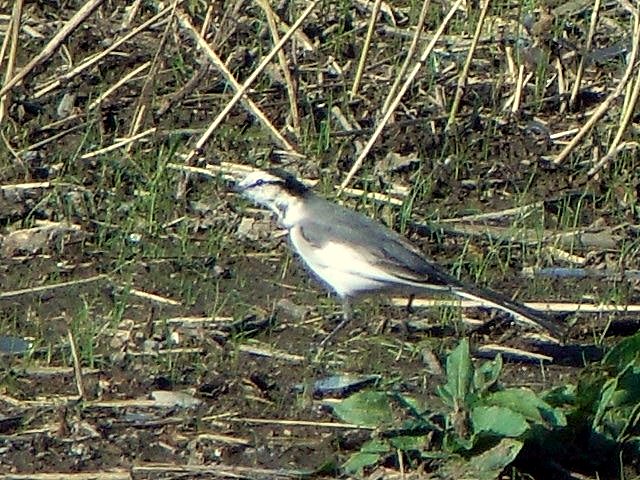 whitewagtail.jpg 112KB