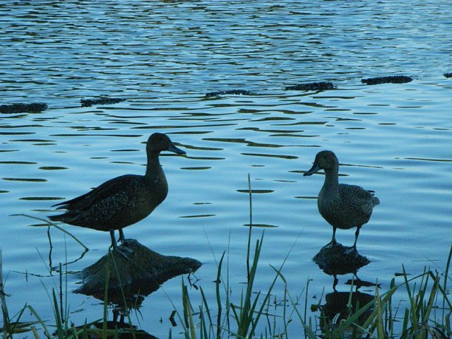 wildduck.jpg 87KB