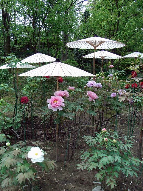 peony_1.jpg 129KB