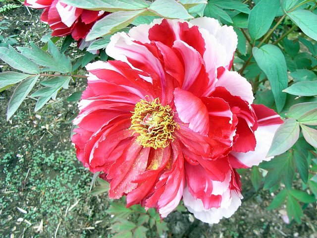 peony_3.jpg 99KB
