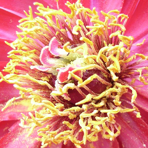 peony_4.jpg 121KB