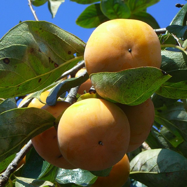 persimmon_02.jpg 86KB