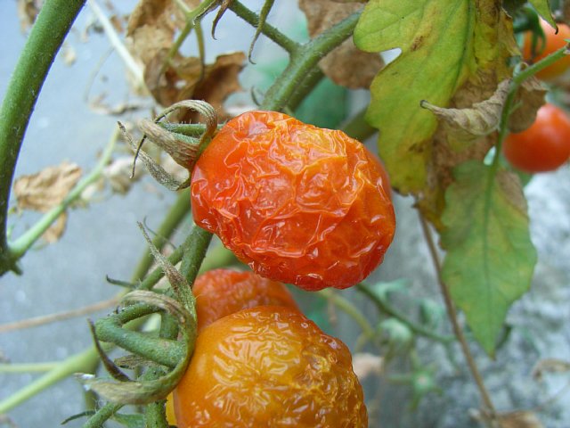 petit-tomato.jpg 64KB
