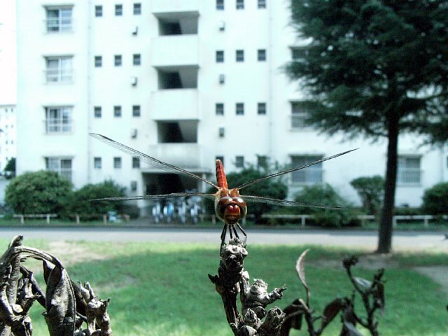 red-dragonfly.jpg 63KB
