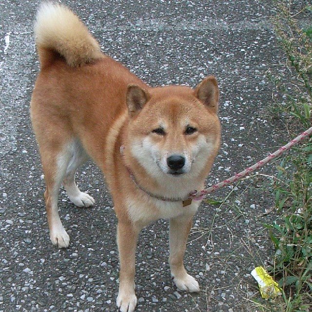 shiba-dog.jpg 164KB
