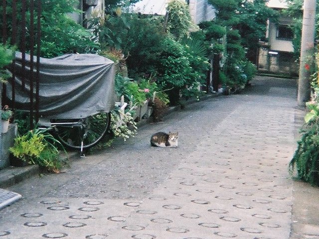 townandcat.jpg 100KB