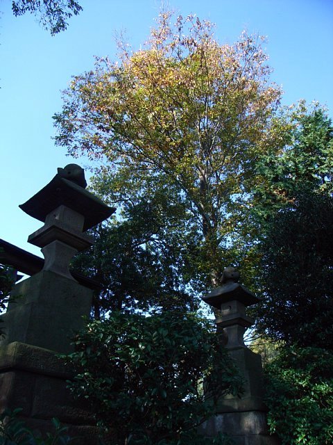 tree_01.jpg 102KB