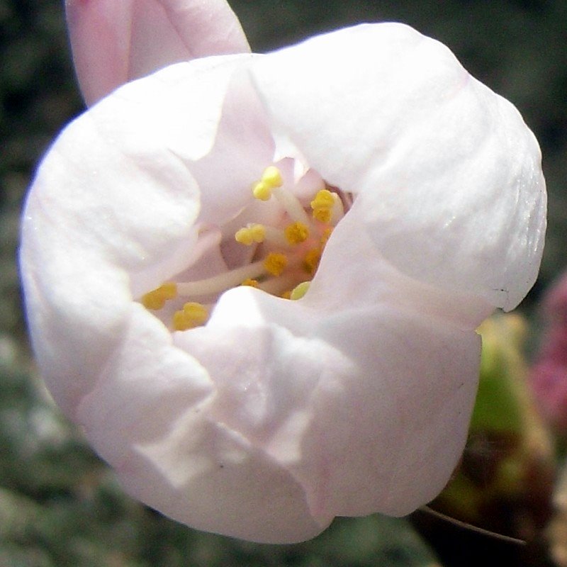 tsubomi_01.jpg 83KB