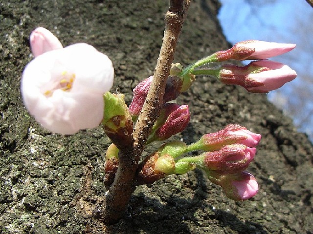 tsubomi_02.jpg 126KB