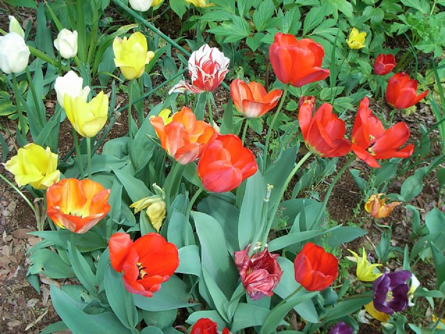 tulip_1.jpg 103KB