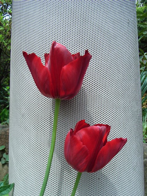 tulip_2.jpg 123KB
