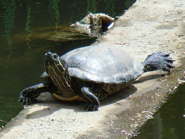 turtle_2.jpg 104KB