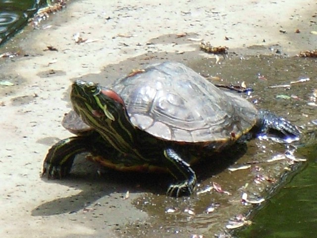 turtle_3.jpg 90KB
