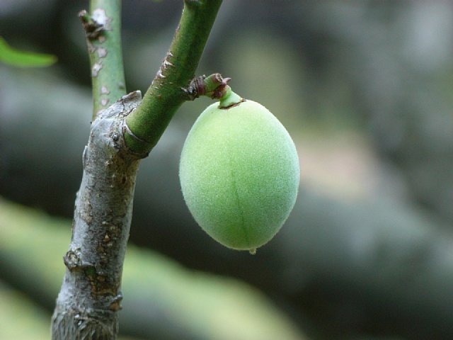ume.jpg 41KB