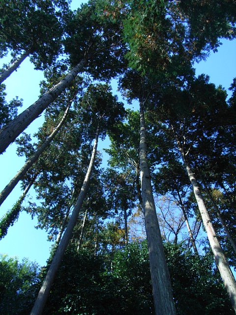 woods.jpg 129KB
