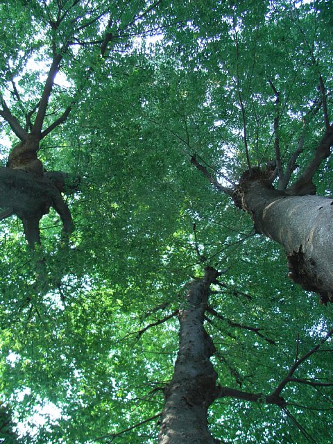 zelkova.jpg 144KB
