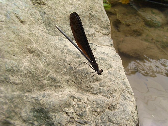 hagurotombo_02.JPG 96KB