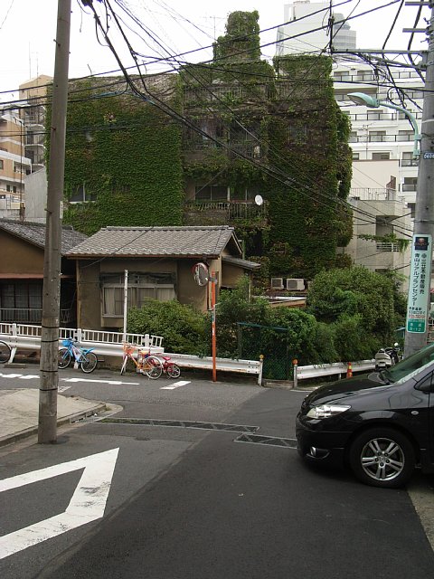 ivy-covered_apart.JPG 102KB