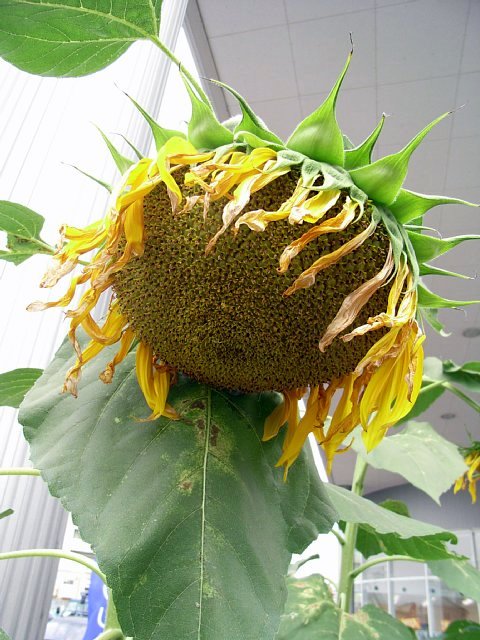 sunflower_01.JPG 91KB
