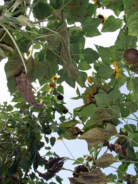 sunflower_04.JPG 117KB