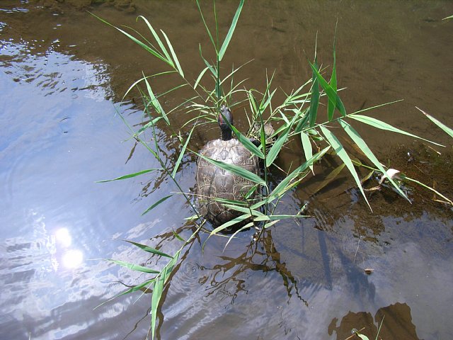 turtle_01.JPG 90KB