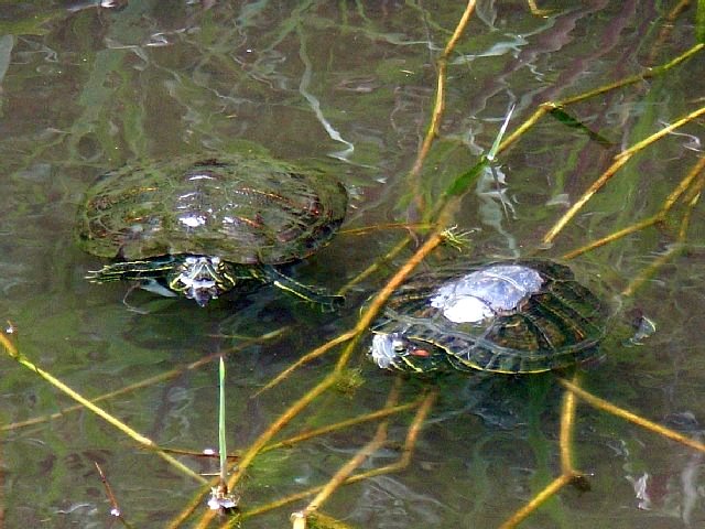 turtle_02.JPG 89KB