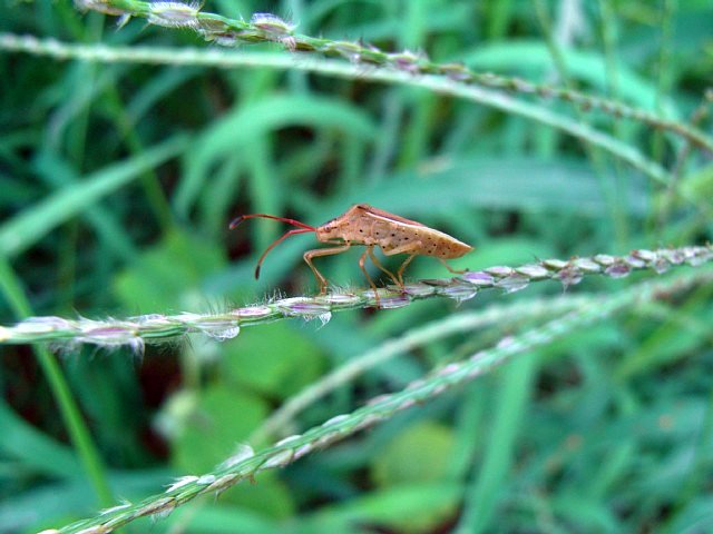 bug.jpg 55KB